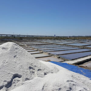 Visita às Salinas de Aveiro