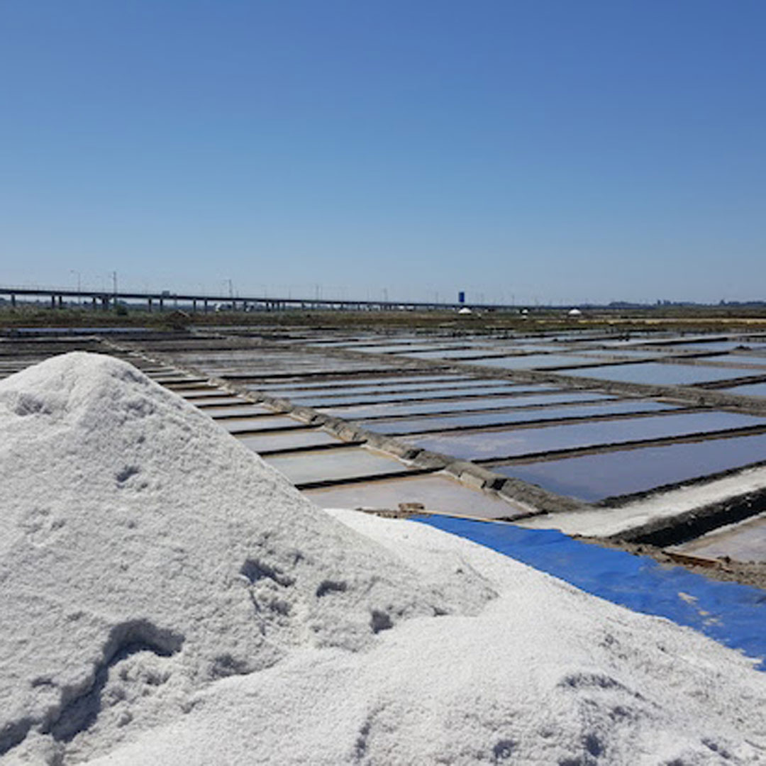 Visita às Salinas de Aveiro